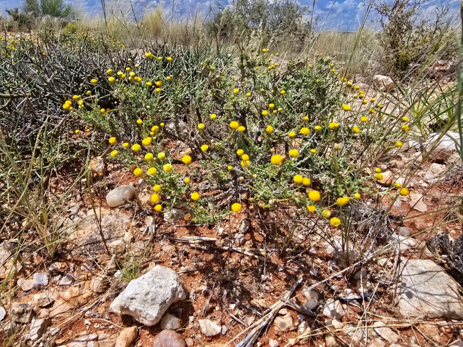 Commercial Property for Sale in Upington Rural Northern Cape